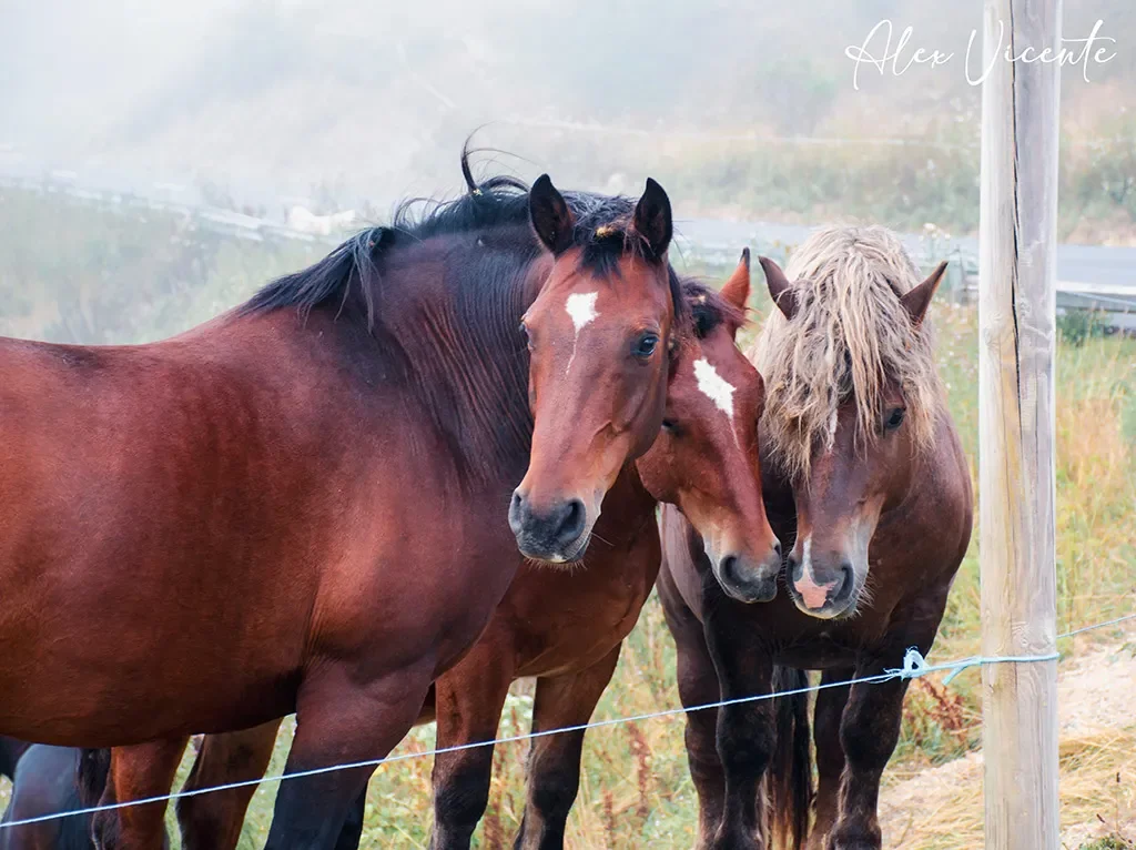 Three horses standing together in the mist.