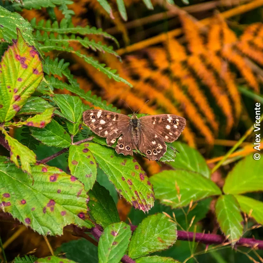 A butterfly resting on autumn leaves.