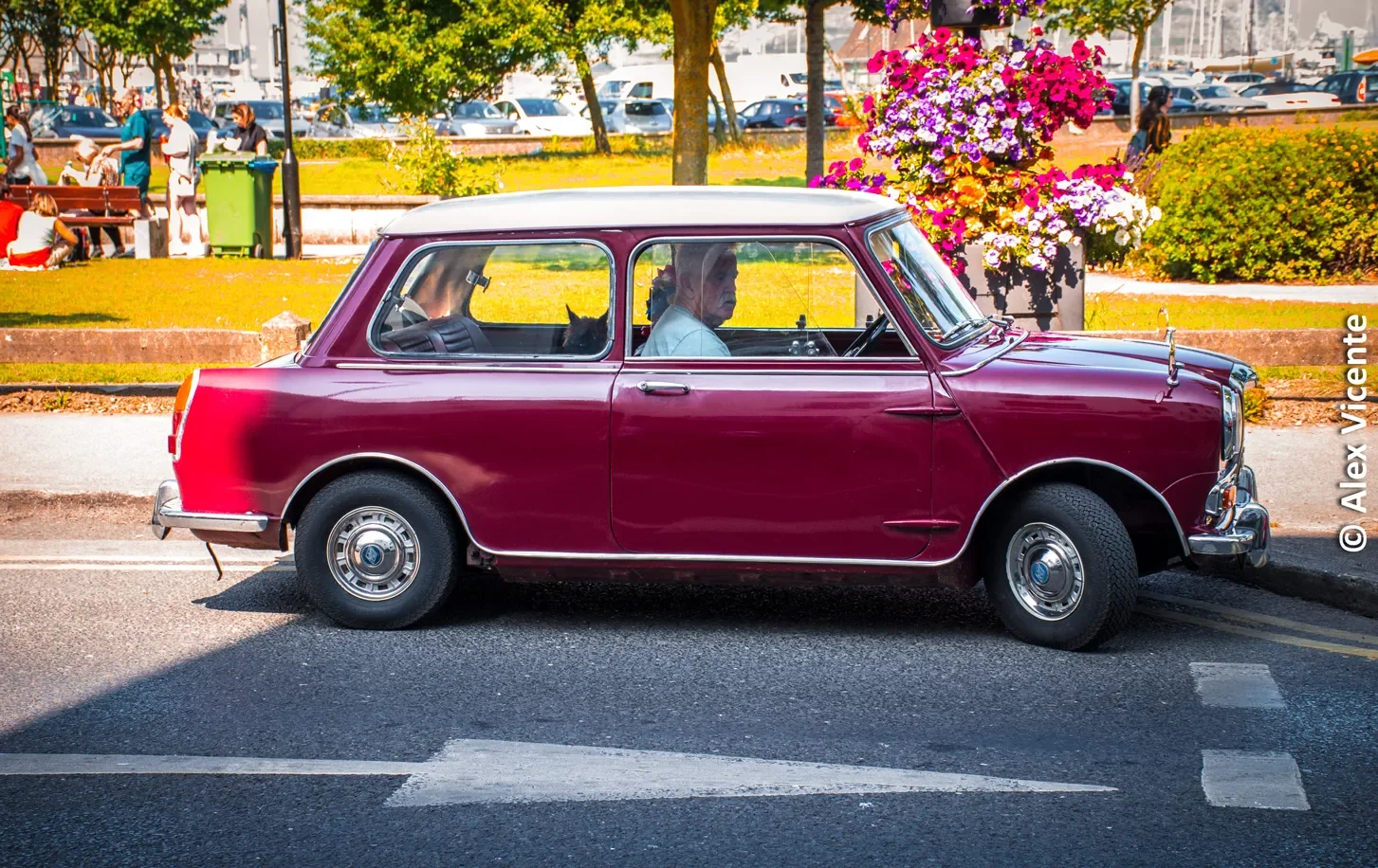 A classic Mini parked among flowers in sunlight.