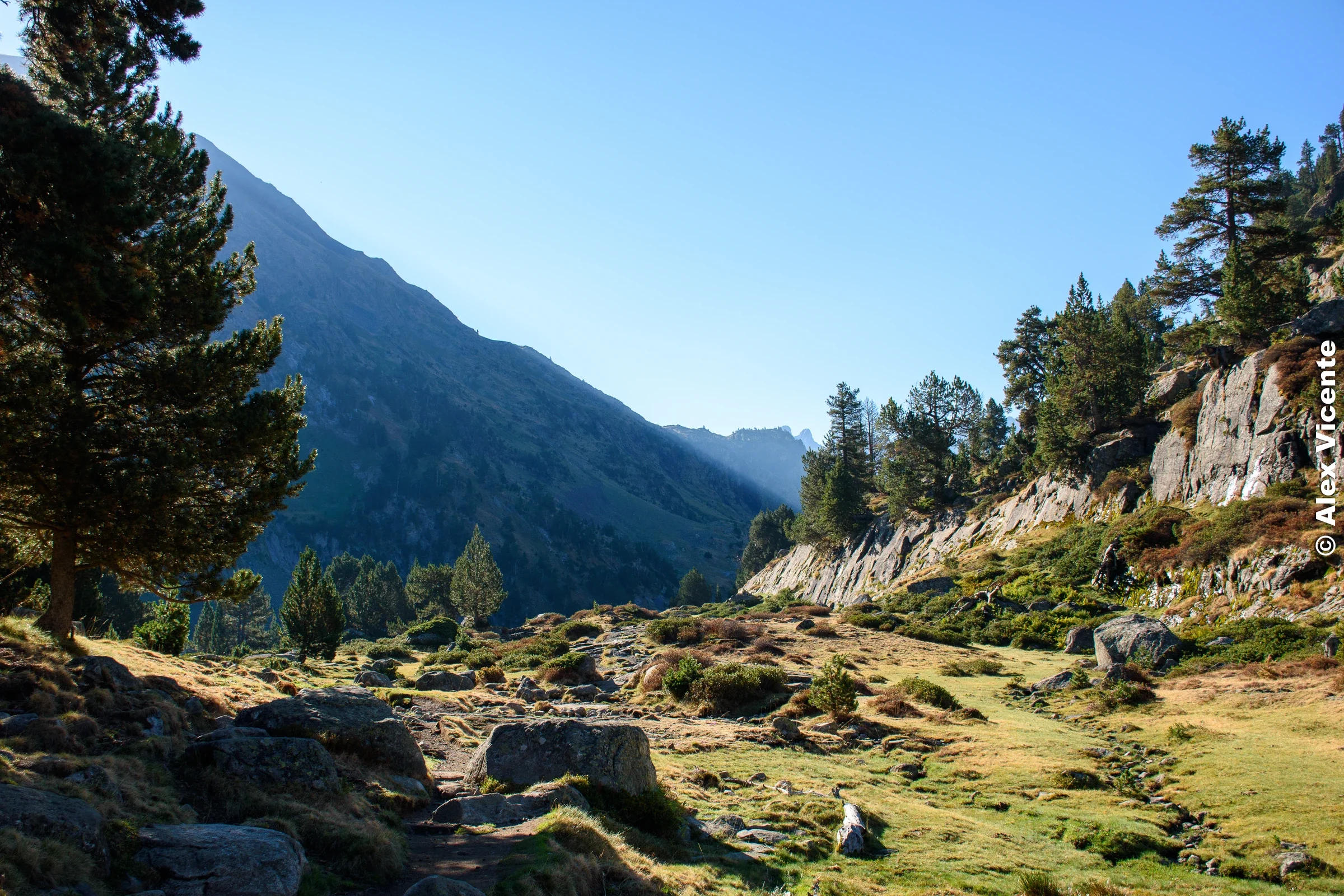 A trail crossing a sunlit mountain meadow among pine trees.