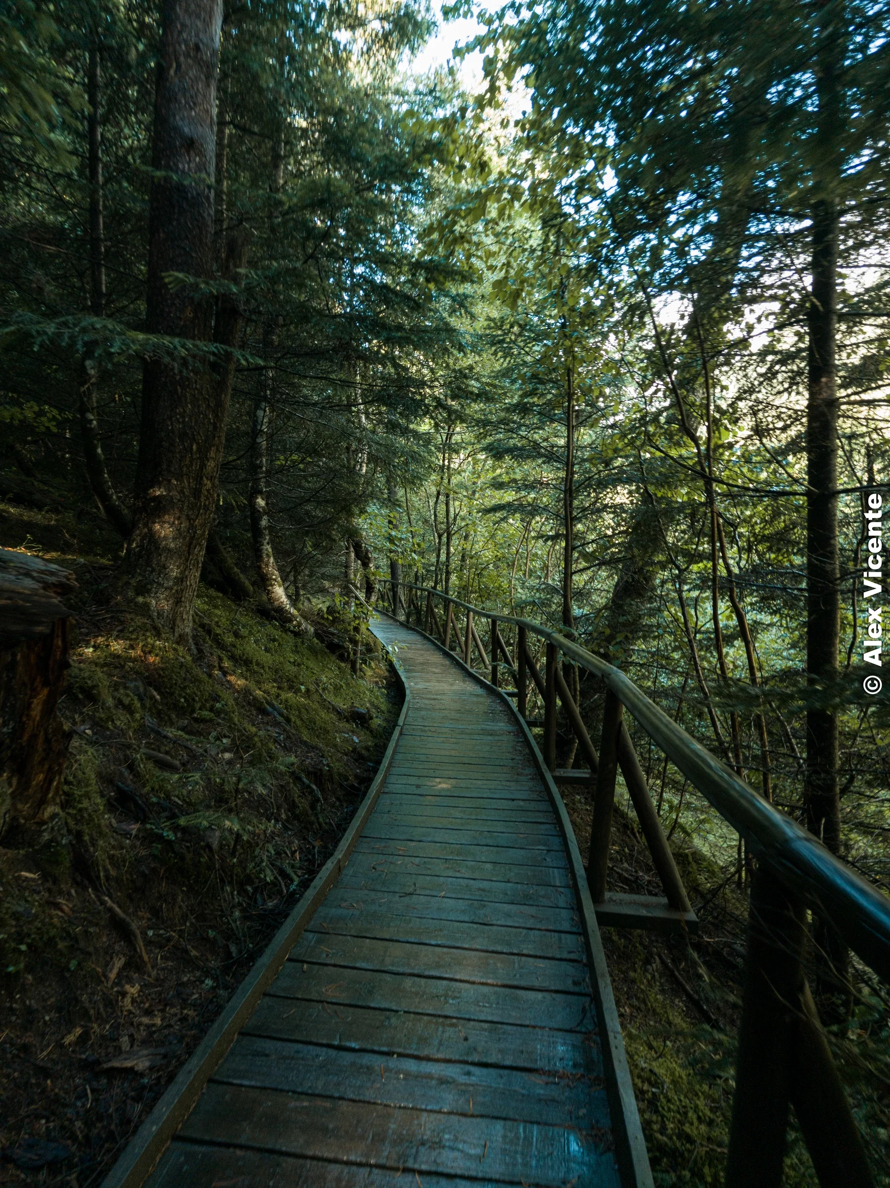 A wooden boardwalk curving through a dense forest.